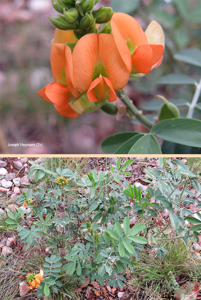 Tephrosia species
